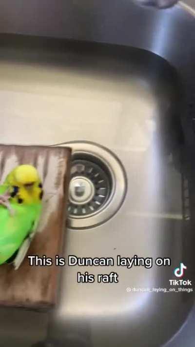 Just a Parakeet on a Raft