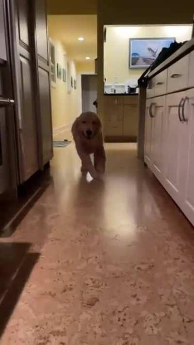 Our Golden Retriever giving me the headbutt of a lifetime - sound on :)