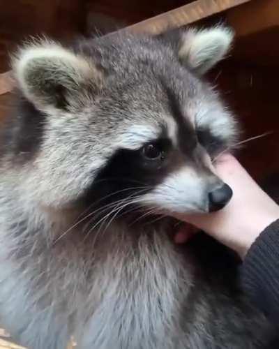 Gambit getting scritched