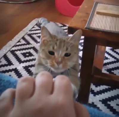 The Way This Cat Dodges the Table with its Ear