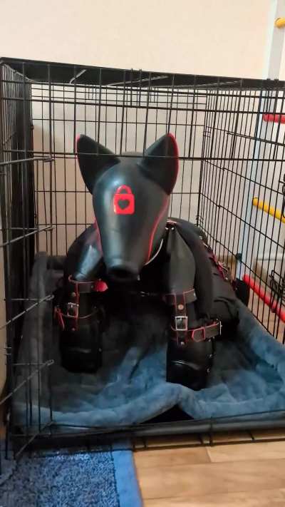 Instruction acknowledged. Entering cage and initiating barking protocol 🐶