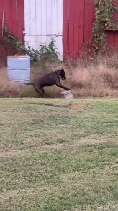 This is Finn. He may have plenty of toys, but he refuses to play with anything other than a concrete block. 13/10 to each their own.
