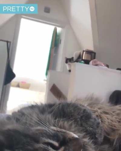 Always stalking from the shadows