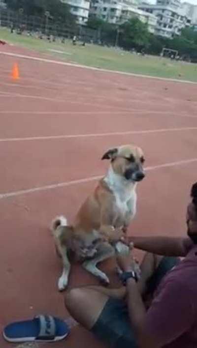 Athlete pampers a street dog