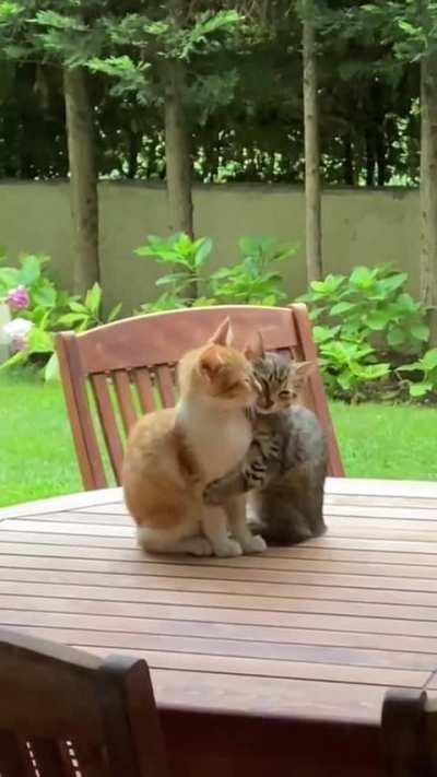 Sometimes all you need is a hug 