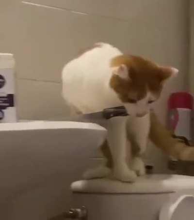 The chance of being killed by a cat is small, but not zero 🙀👉