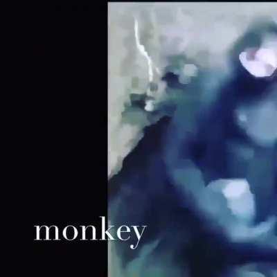 monkey