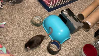 My sweet rat Cracker is learning to backup onto a raised surface!