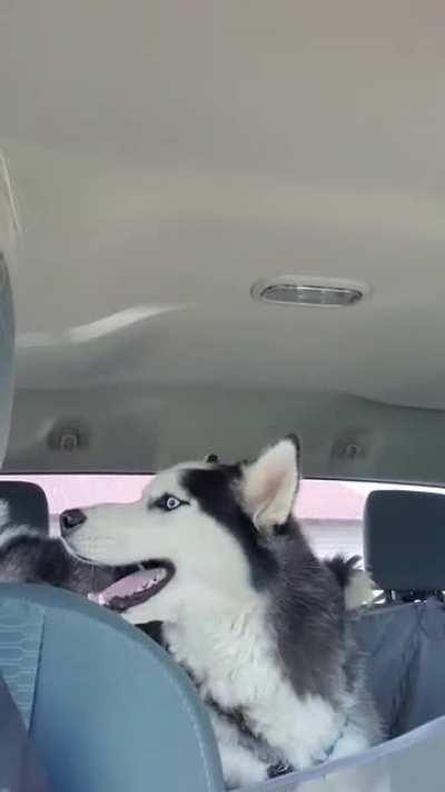 Waiting at the vet clinic along with a 20 minute drive there. I'm now deaf!