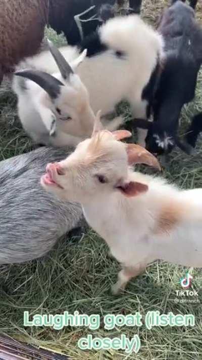 Just a laughing goat