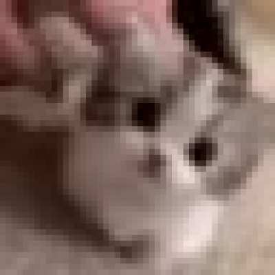 high quality cat of the day 573