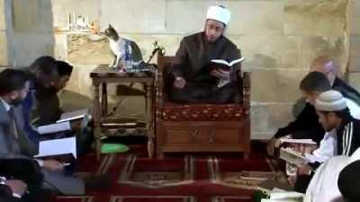 cat comes to the hadith lesson