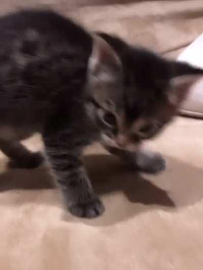 Smol tigress under house arrest for intimidating witnesses with her roar