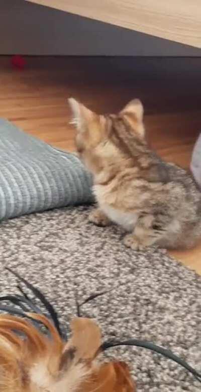 Little Tony, big lungs