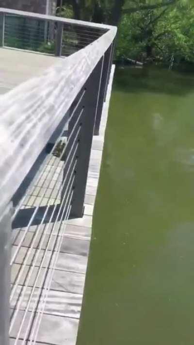 Ducklings Taking their First Ever Jump.