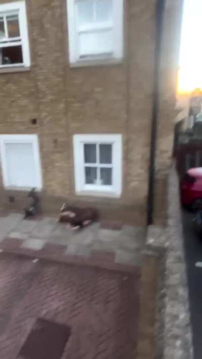 Swinging from a light fixture