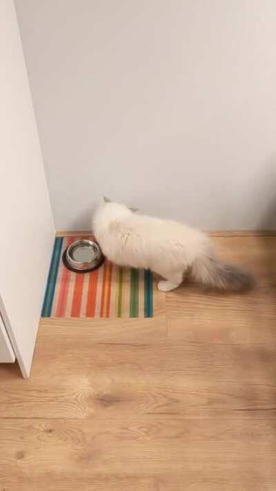 Derping around the water bowl