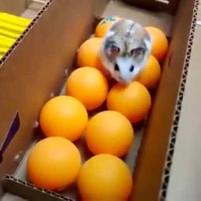 Whenever he stops to stare at his human