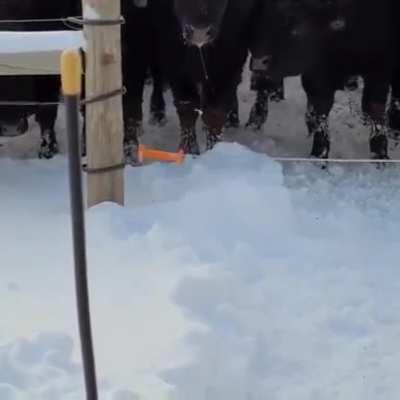 Watch out Wall Street, the cattle have figured this shit out. Bull markets are now gender neutral.