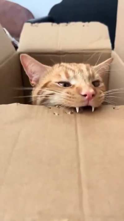 Find the hidden braincell