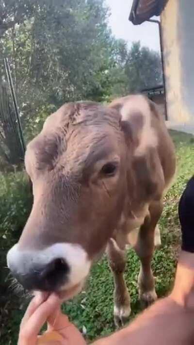 The way this cow comes running for its treats