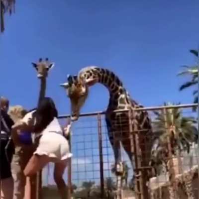 Me at the zoo YouTube first video