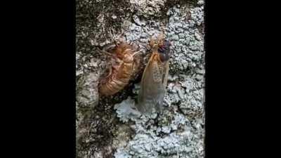 5 hour cicada molt in 30 seconds