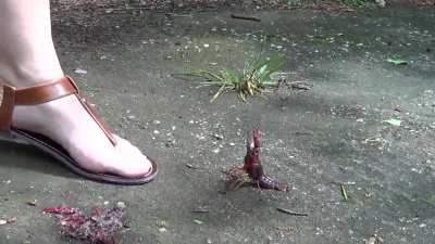 Wonderful feet 😍
crushes without mercy