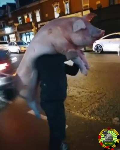 Un porc corespunzator in Londra