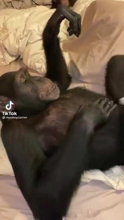 Monkey uses his belly as a drum 🙂