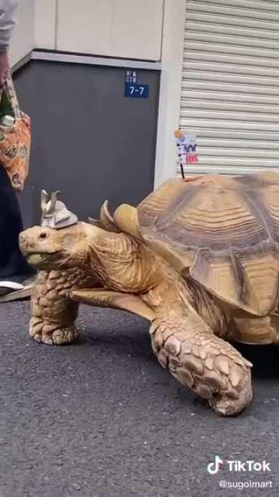 This Japanese man brings his African Tortoise named Bon-Chan out for walks