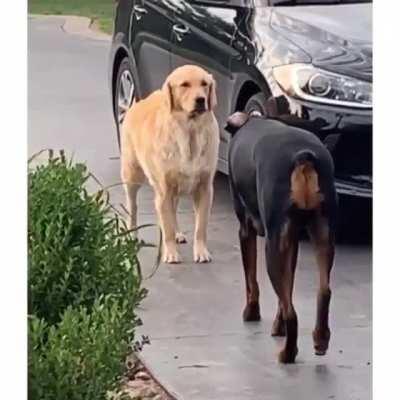 Старые друзья