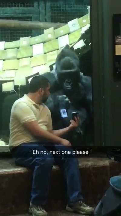 Gorilla Tinder