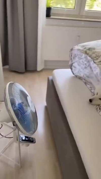 everything in this video is perfect