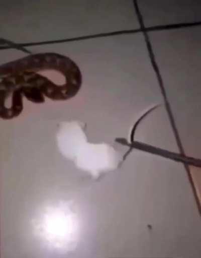 Snakes love rats