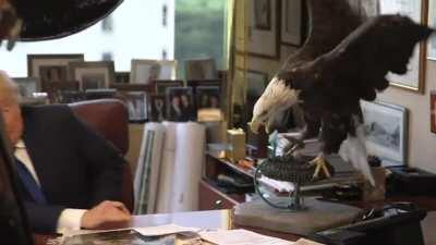 Don't mess with the Bald Eagle