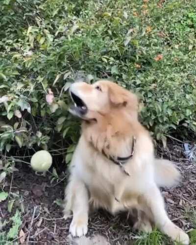 Oh you almost got it