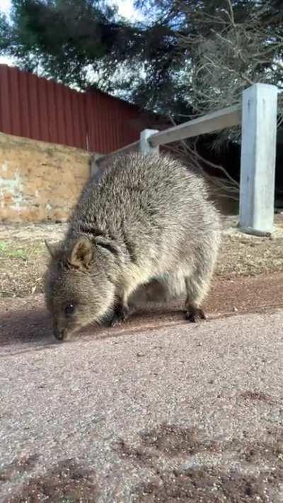 last quokka post i swear, but i had to share this, because heâs a baby ð­