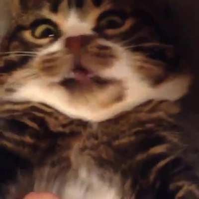 Chonky cross-eyed vampire gets belly scritches