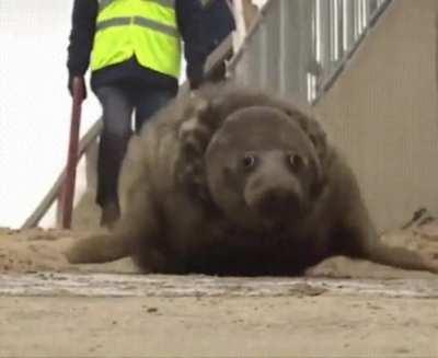 A bouncy sea lion