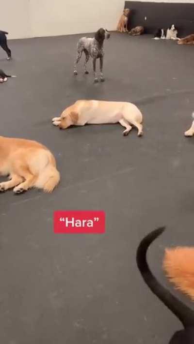 Dogs reacting to their names being called..