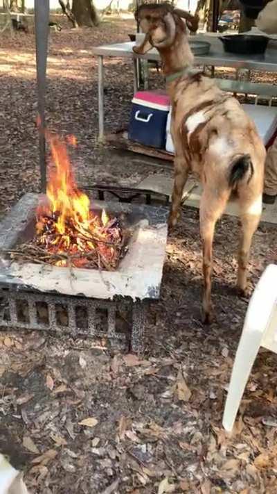 This is my goat smore. He looks like a smore, and tries to live up to his name.