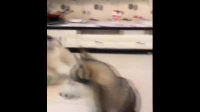 Hooman didn't do fair!