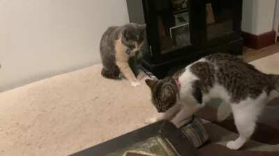 Coraline and Thumper had a quick bake-off the other night... not sure who won.