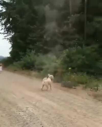 Dog stops tornado from forming