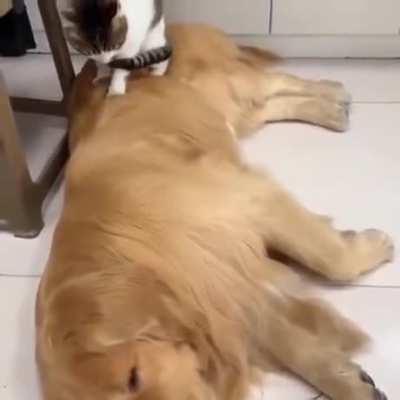 Too Pure For This World