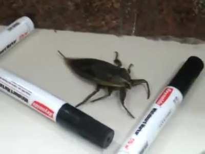 I presume there were no survivors (giant water bug)