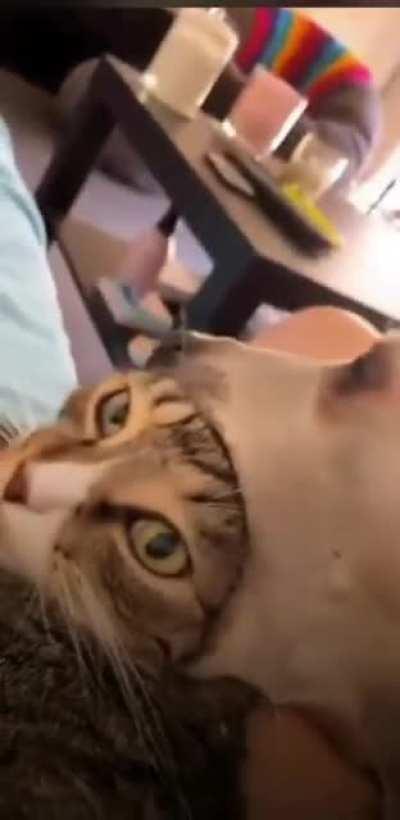 Doggo is now cat-hat