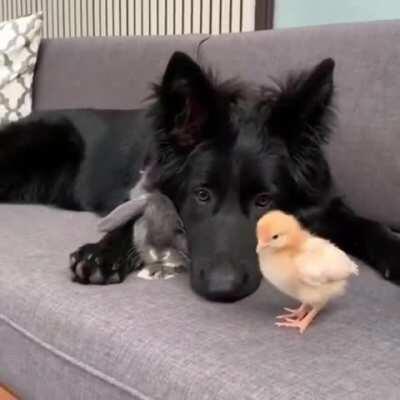 unlikely friends 🐶🐰🐥