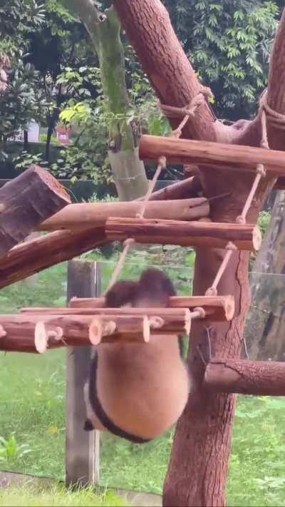 Panda attempts to cross ladder bridge